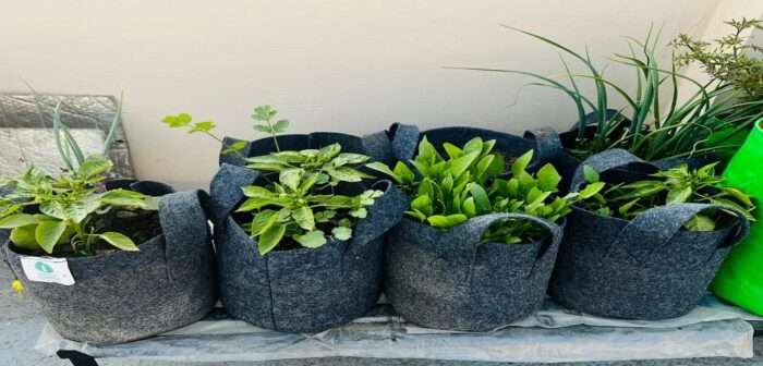 Grow Bags Usage