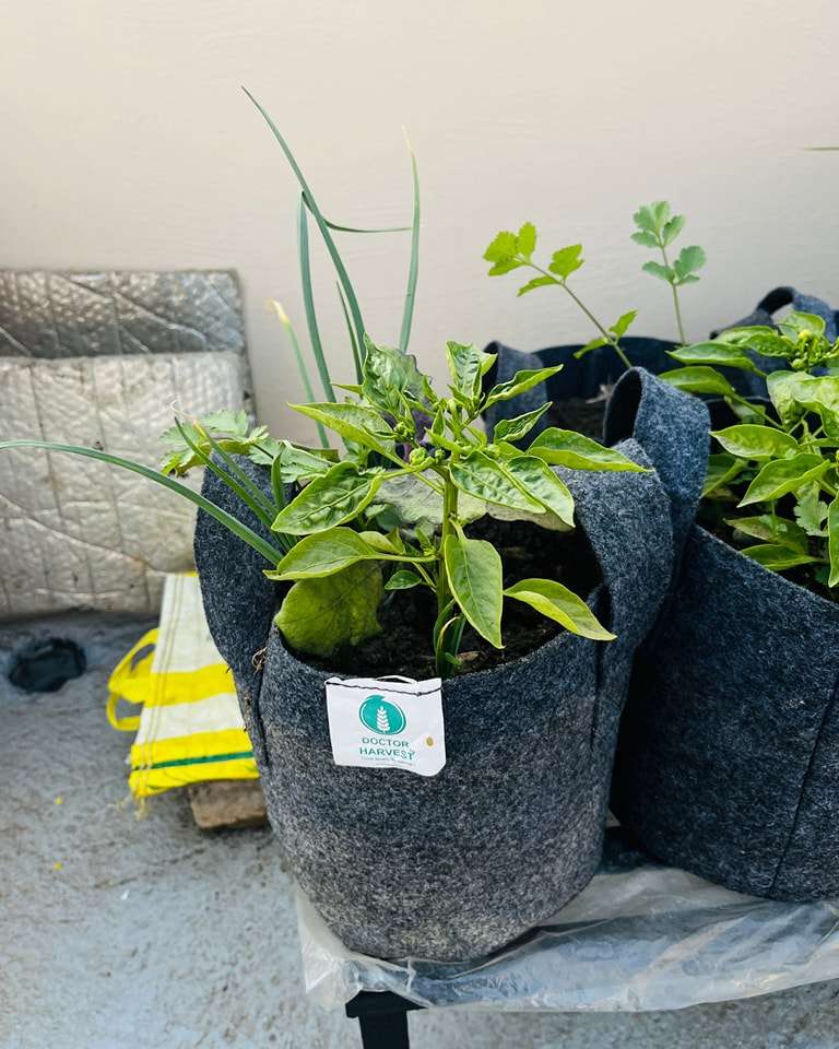 Grow Bags